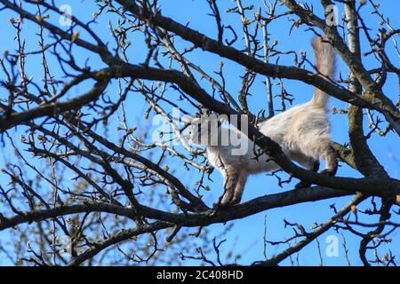 Ein kleines weißes Kätzchen sitzt hoch auf einem Ast, kriecht von einem furchteindenden Hund und miaut Angst, runter zu kommen Stockfoto