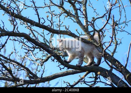 Ein kleines weißes Kätzchen sitzt hoch auf einem Ast, kriecht von einem furchteindenden Hund und miaut Angst, runter zu kommen Stockfoto