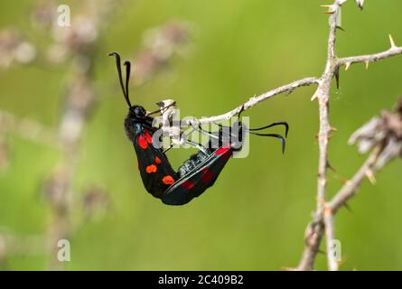 Der Six Spot Burnett ist eine tagsüber fliegende Motte mit markanten roten und schwarzen Farbgebung. Die Puppen entstehen aus einem gelben Seidenkokon Stockfoto