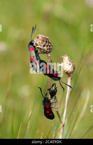 Der Six Spot Burnett ist eine tagsüber fliegende Motte mit markanten roten und schwarzen Farbgebung. Die Puppen entstehen aus einem gelben Seidenkokon Stockfoto