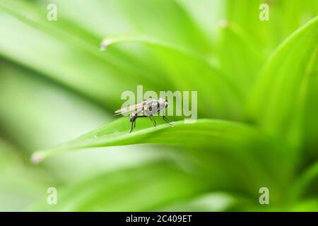 Hausfliege auf einem grünen Blatt. Hochauflösendes Foto. Selektiver Fokus. Geringe Schärfentiefe. Stockfoto