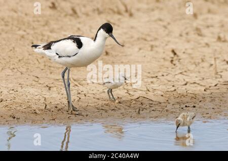 Avocet, Recurvirostra avosetta, Erwachsene mit jungen Küken, Cley-Sümpfe, Norfolk, Mai Stockfoto