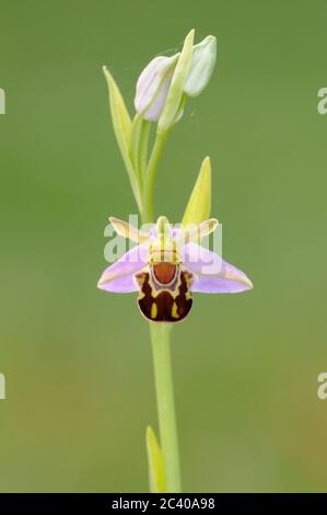 Bienenorchidee, Ophrys apifera, blühenkraut, Norfolk, Juni Stockfoto