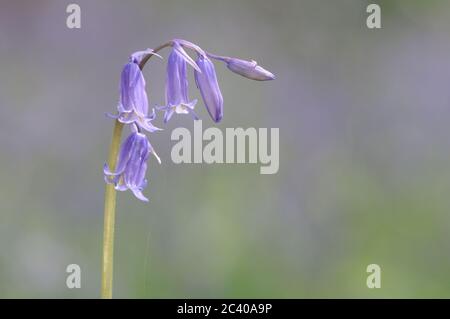 Bluebell, Hyacinthoides non-scripta, Englisch Bluebell, Nahaufnahme von Blumen, Wayland Wood, Norfolk, Spring Stockfoto