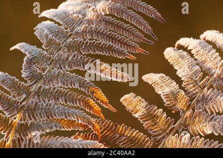 Bracken, Pteridium aquilinum, frostbedeckt, Winter, Dezember, Suffolk Stockfoto