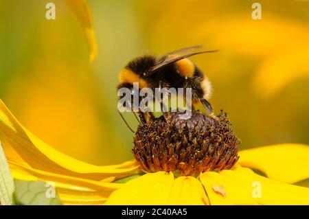 Buff-tailed Bumblebee, Bombus terrestris, Fütterung auf Rudbekia Blume, Garten, Norfolk, August Stockfoto