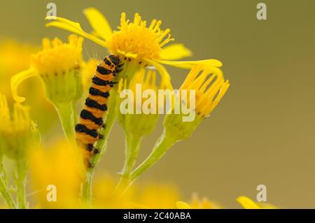 Zinnober-Raupe, Tyria jacobaeae, Fütterung von Ragwort, Norfolk, Juli, Sommer Stockfoto