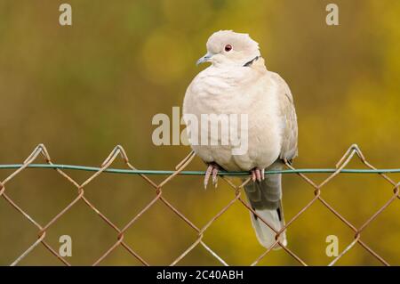 Halstaube, Streptopelia decaocto, auf Gartenzaun, Norfolk, Stockfoto