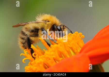 Carder Bee, Bombus pascuorum, Fütterung von Orangenblüten, Norfolk, September Stockfoto