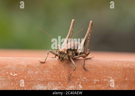 Dunkle Busch Cricket, Pholidoptera griseoaptera, am Rand des Pflanzgefäßes, Garten, Norfolk, Oktober Stockfoto