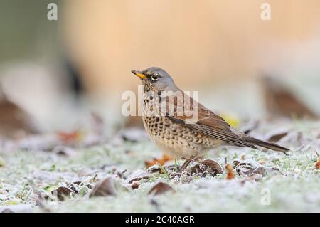 Feldfare, Turdus pilaris, Obstgarten, Norfolk, Winter Stockfoto