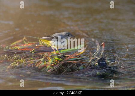 Grauschwänze, Motacilla cinerea, Futtersuche im Little Ouse River, Suffolk, Januar, Winter Stockfoto