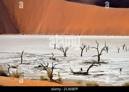 Touristen in Deadvlei. Tote Camelthorn Bäume gegen rote Düne, Sossusvlei. Namib-Naukluft Nationalpark, Namibia, Afrika Stockfoto