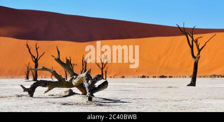 Tote Camelthorn Bäume gegen blauen Himmel in Deadvlei, Sossusvlei. Namib-Naukluft Nationalpark, Namibia, Afrika. Geringe Schärfentiefe. Konzentrieren Sie sich auf die Vorreihegrou Stockfoto