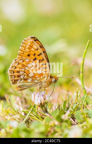 Niobe Fritillary, Fabriciana niobe, Schmetterling auf einer Wiese ruhen. Küstendünen Landschaft, tagsüber helles Sonnenlicht. Stockfoto