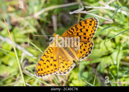 Niobe Fritillary, Fabriciana niobe, Schmetterling auf einer Wiese ruhen. Küstendünen Landschaft, tagsüber helles Sonnenlicht. Stockfoto