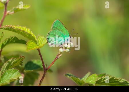 Am frühen Morgen grüne Haarsträhne Callophrys rubi Schmetterling ruht auf einem Bramble Busch unter hellem Sonnenlicht. Stockfoto