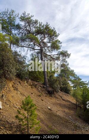 Schöner grüner Wald in Zypern, in der Nähe des Olymp, Troodos, riesige Pinien und reiche Vegetation nach Regen Stockfoto