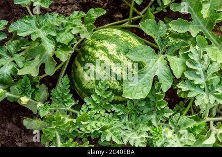 Wassermelone wächst im Garten oder Feld unter üppigem Laub auf dem Boden unter Sonnenlicht. Melonenfeld im Sommer ernten. Bio-Garten und agricul Stockfoto