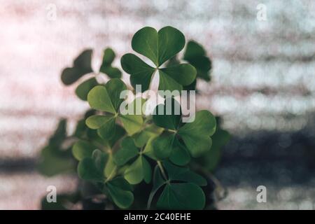 Schöner Klee auf einem Glastisch und silberner Bokeh Hintergrundstruktur. Makrofotografie. Stockfoto