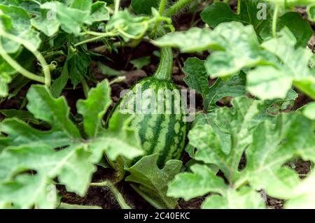 Kleine Wassermelone wächst im Garten oder Feld unter üppigem Laub auf dem Boden unter Sonnenlicht. Melonenfeld im Sommer ernten. Bio-Garten und ein Stockfoto