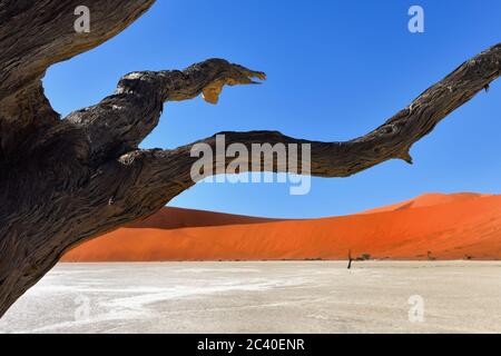 Tote Camelthorn Bäume gegen rote Dünen und blauen Himmel in Deadvlei, Sossusvlei. Namib-Naukluft Nationalpark, Namibia, Afrika. Fokus auf den Vordergrund Stockfoto