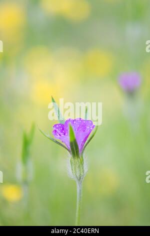 Lila Maismuschel Blumen und gelbe Butterblumen in einer wilden Blumenwiese in der englischen Landschaft an einem Sommertag. Stockfoto
