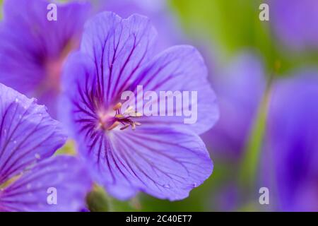 Eine schöne leuchtend violette Cranesbill Wildblume mit Pollen, Staubfäden und geäderten Blütenblättern wächst in einer üppigen Wiese im Sommer. Stockfoto