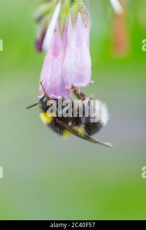 Bumble Biene auf wilden Blumen in der englischen Landschaft im Sommer Stockfoto