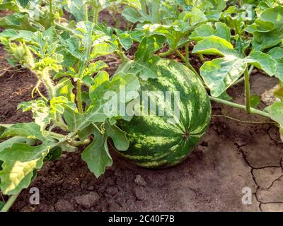 Wassermelone wächst im Garten oder Feld unter üppigem Laub auf dem Boden unter Sonnenlicht. Melonenfeld im Sommer ernten. Bio-Garten und agricul Stockfoto