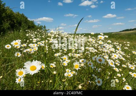 Oxiye Daisies wächst in rauem Grasland, East Garston, West Berkshire, England, Vereinigtes Königreich, Europa Stockfoto