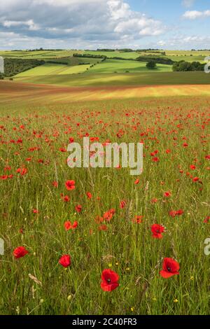 Rote Mohnblumen wachsen im Feld über dem Lambourn Valley, East Garston, West Berkshire, England, Großbritannien, Europa Stockfoto