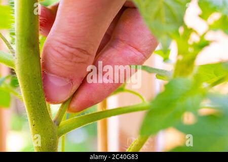 Beim Nebenschießen auf der Tomato 'Alicante'-Pflanze Stockfoto