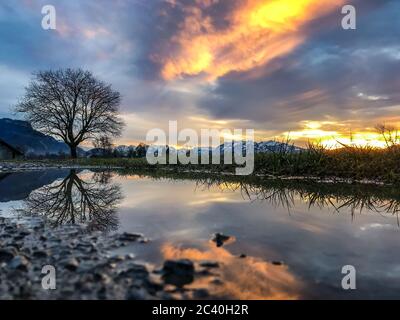 Spiegelbild, ein Baum spiegelt sich in einer Pfütze, Vorarlberger Berge, Säntis und das Rheintal im Sonnenschein. Dornbirn, Österreich, wunderschön Stockfoto