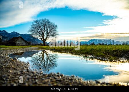 Spiegelbild, ein Baum spiegelt sich in einer Pfütze, Vorarlberger Berge, Säntis und das Rheintal im Sonnenschein. Dornbirn, Österreich, wunderschön Stockfoto