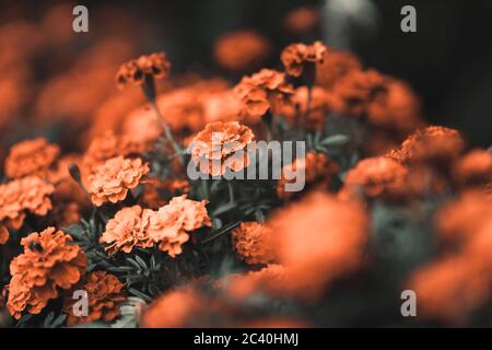 Rot orange Chrysantheme. Hardy Chrysanthemen Nahaufnahme. Hintergrund mit blühenden Blumen. Chrysantheme koreanum. Stockfoto