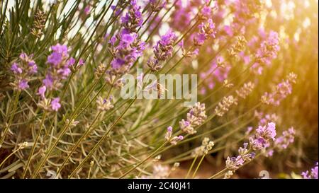 Honigbiene bestäubt die Lavendelblüten. Hummel bestäubt die Lavendelblüten. Nektar sammeln in der Provinz ländlichen Gebieten mit endlosen Feld Stockfoto