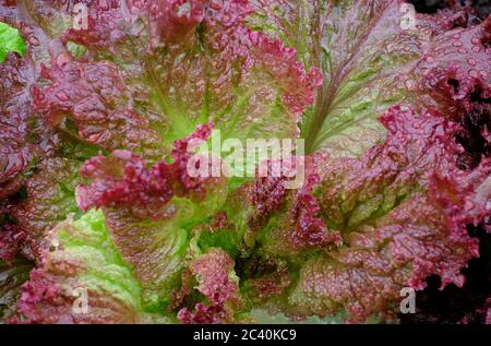 Nahaufnahme von Regenwassertröpfchen auf Salatblatt, norfolk, england Stockfoto