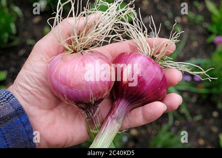 Männliche Hand hält zwei rote Zwiebeln im Garten, norfolk, england Stockfoto