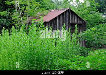 Altes Holzschuppen in überwuchertem englischen Schrebergarten, norfolk, england Stockfoto