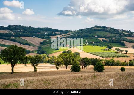 Marche Region, kultivierte Hügel im Sommer, Wiese, Weizen und grünen Feldern. Italien Stockfoto