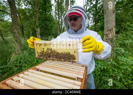 Ein Bienenhalter untersucht einen Brutrahmen mit Wachsfundament. Stockfoto
