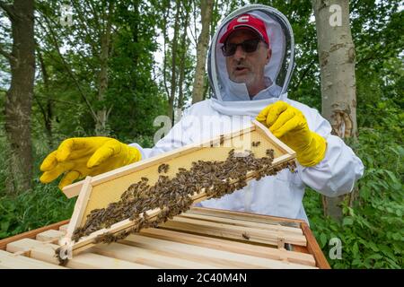 Ein Bienenhalter untersucht einen Brutrahmen mit Wachsfundament. Stockfoto