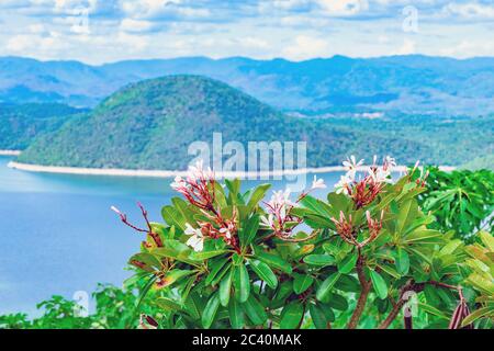 Frangipani Blume oder Plumeria Blume blüht auf Baum mit schöner Landschaft der Natur mit einem großen Stausee über dem Srinagarind Staudamm bei Rai Ya Yam Stockfoto