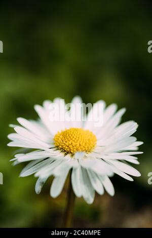 Blühende Wildblume Matricaria Kamilla Oder Matricaria Recutita Oder Kamille. Allgemein Bekannt Als Italienische Camomilla, Deutsche Kamille, Ungarisch Stockfoto