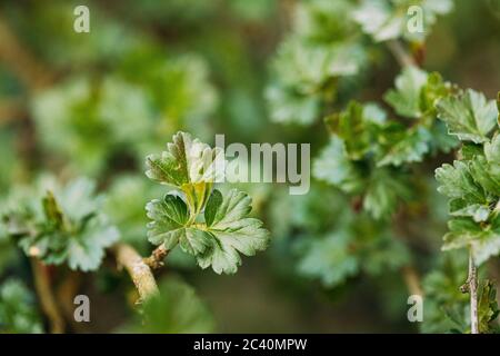 Junge Frühlingsgrün Blatt Blätter von Stachelbeere, Ribes Uva-crispa wächst im Zweig des Waldbuschpflanzenbaumes. Young Leaf Auf Boke Bokeh Natürliche Weichzeichnung Stockfoto