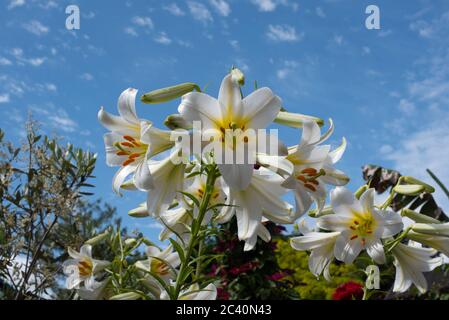 Stark duftendes weißes Lilium Regale Album Stockfoto