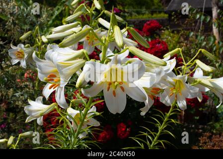 Stark duftendes weißes Lilium Regale Album Stockfoto