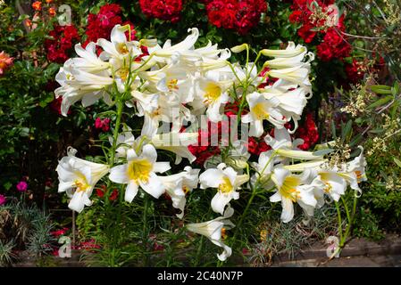 Stark duftendes weißes Lilium Regale Album Stockfoto