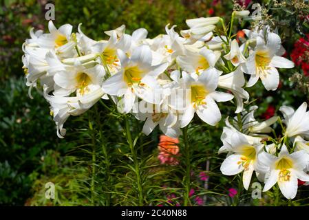 Stark duftendes weißes Lilium Regale Album Stockfoto